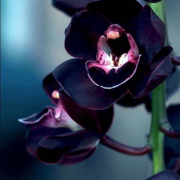 blackorchid8